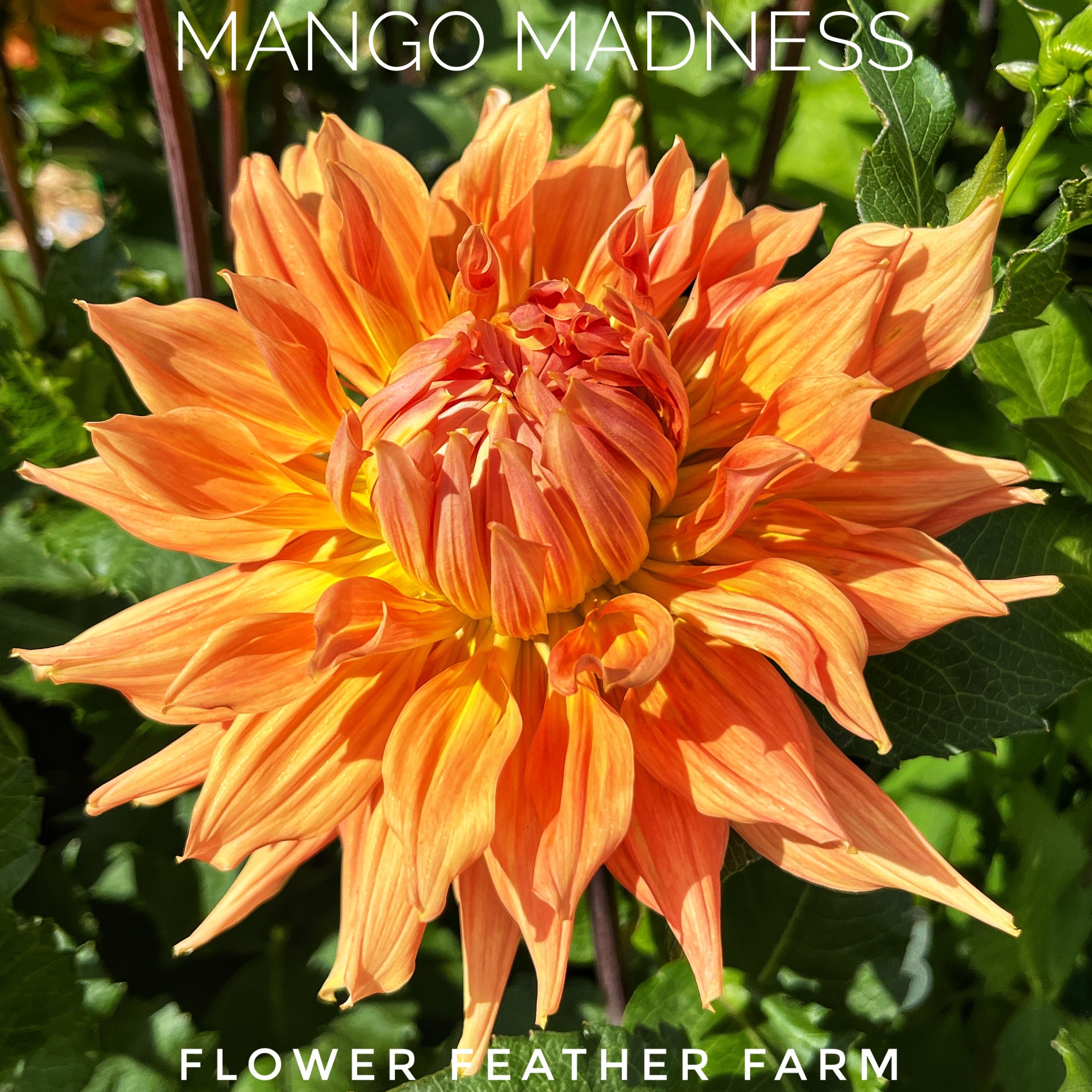Mango Madness Dahlias at Flower Feather Farm, chicks and dahlias